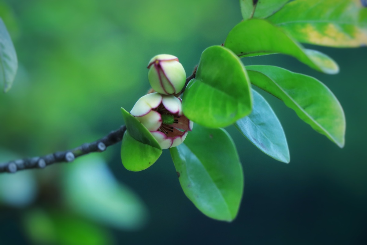 含笑花的风采低调内敛清香扑鼻