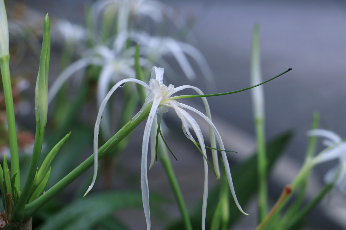 蜘蛛兰水鬼蕉