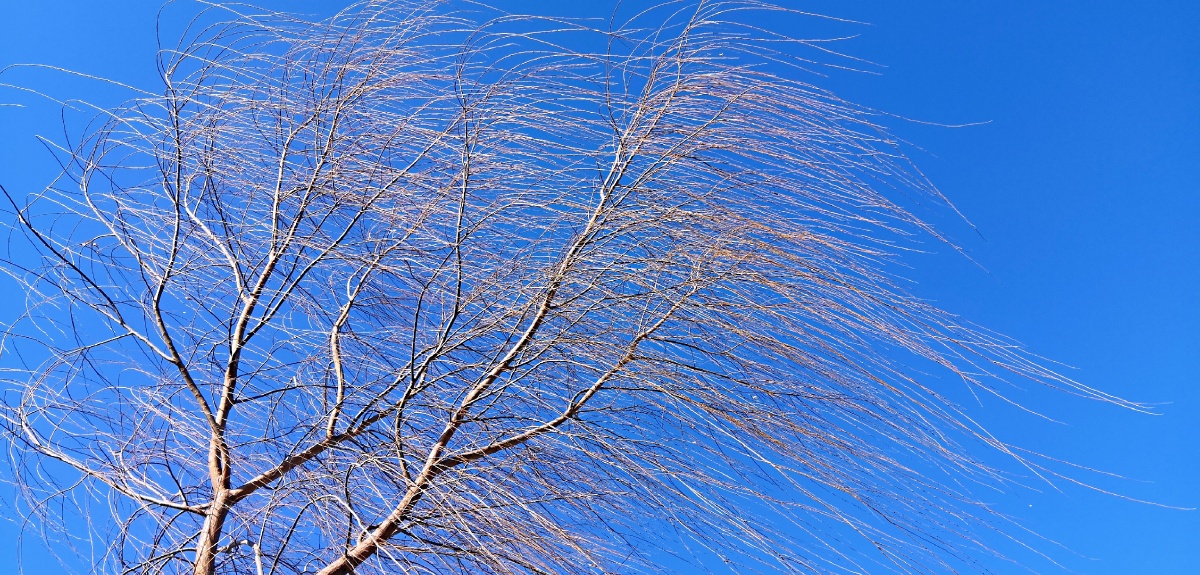 风吹柳树千万条柳枝吐绿笑弯腰