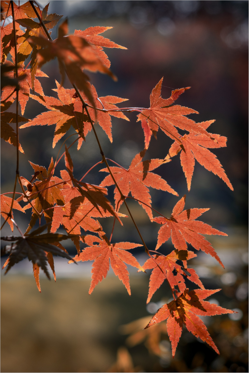 亭林园的红枫叶都是由稚气的淡淡的绿色叶片经历长时间的风吹雨打才