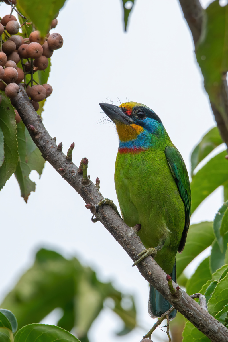 鲜艳的黑眉拟啄木鸟