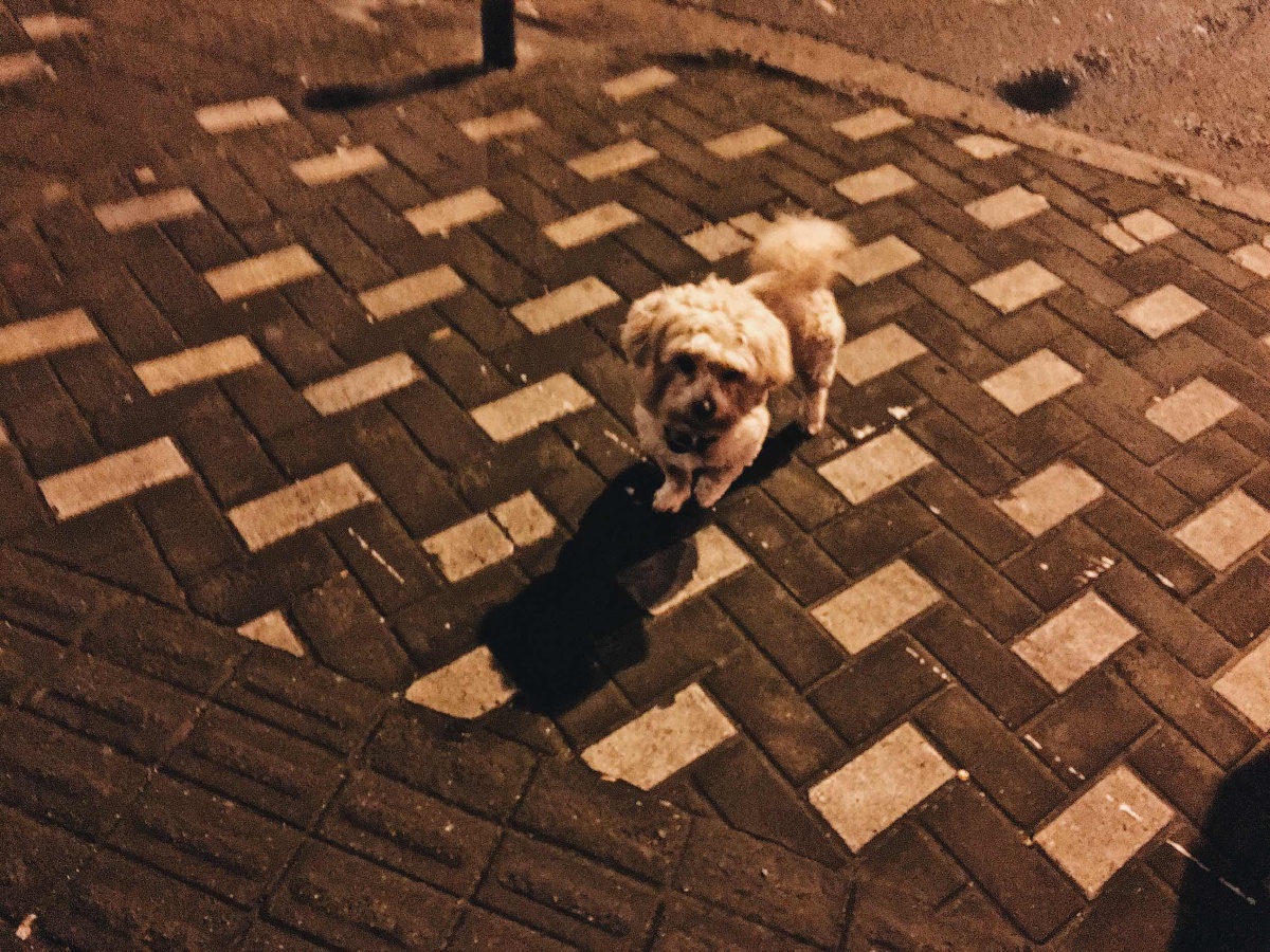 上海日常 - 乌鸦你好乌鸦再见 - 图虫网 - 最好的摄影师都在这