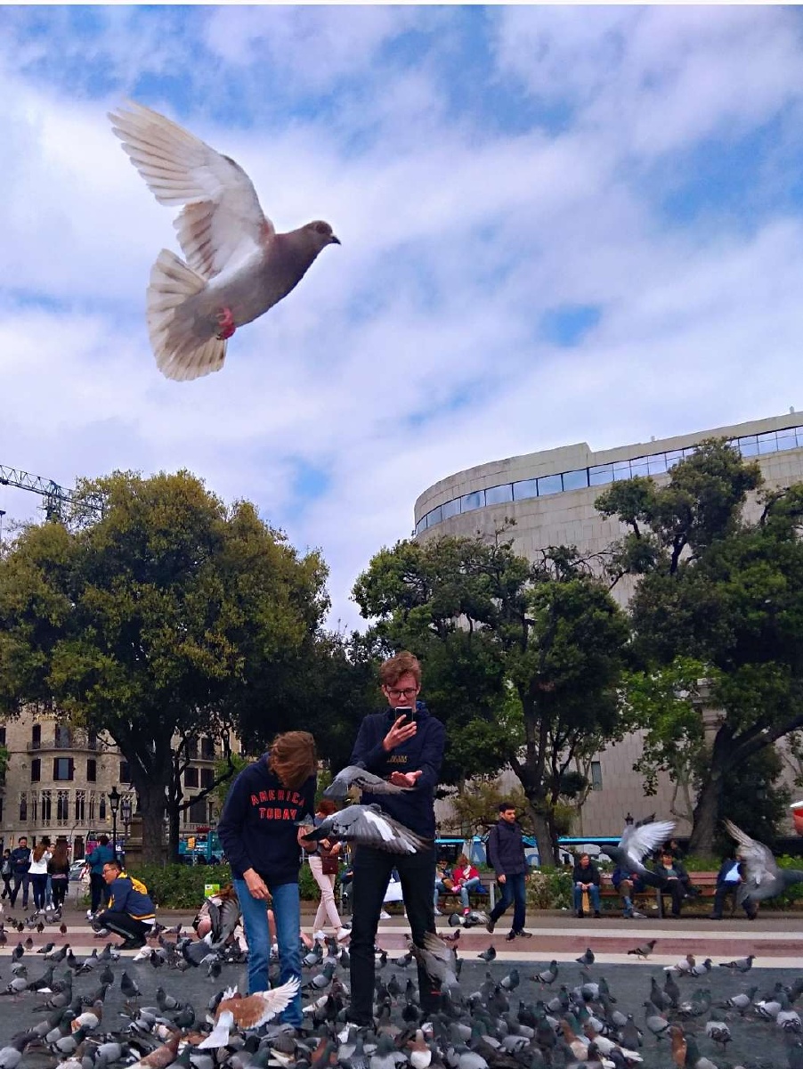 西班牙巴塞罗那英国公司鸽子广场