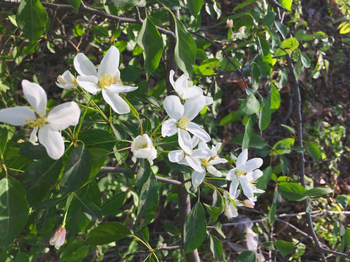 山荆子落叶乔木北方植物校园后山美丽的一道风景线