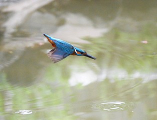 DSC_1654 (2)