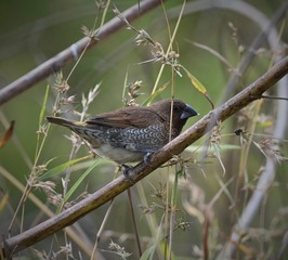 DSC_4571 (3)