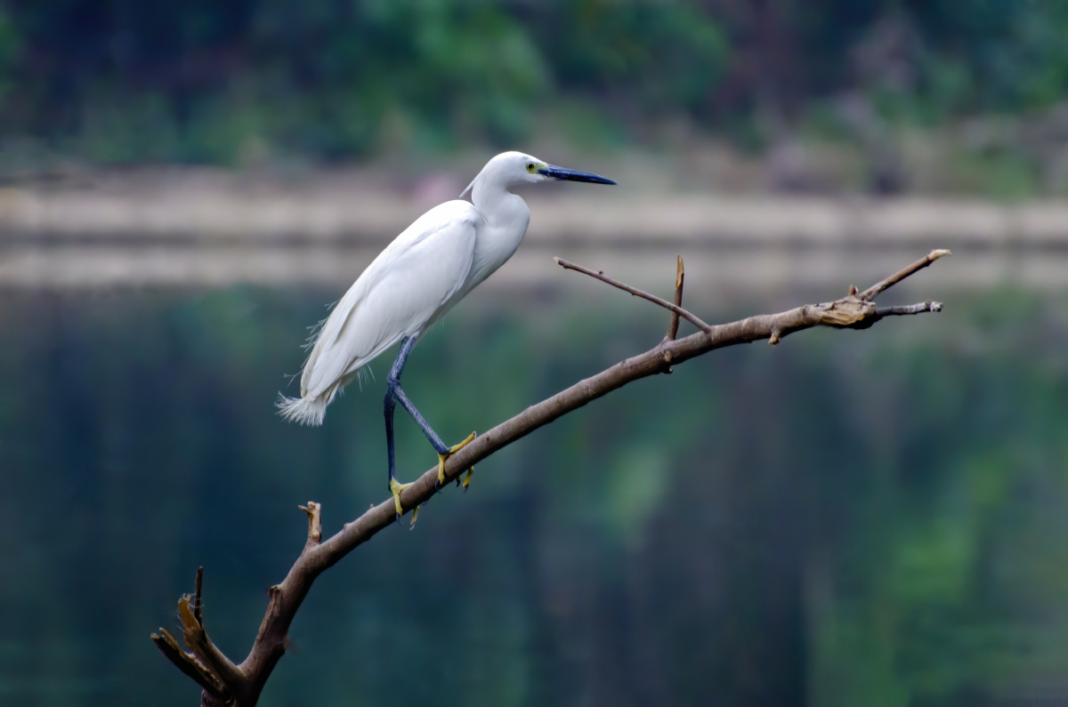 站在树枝上的白鹭