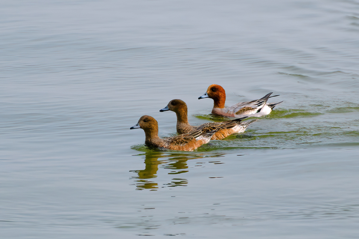 野鸭摄于深圳湾