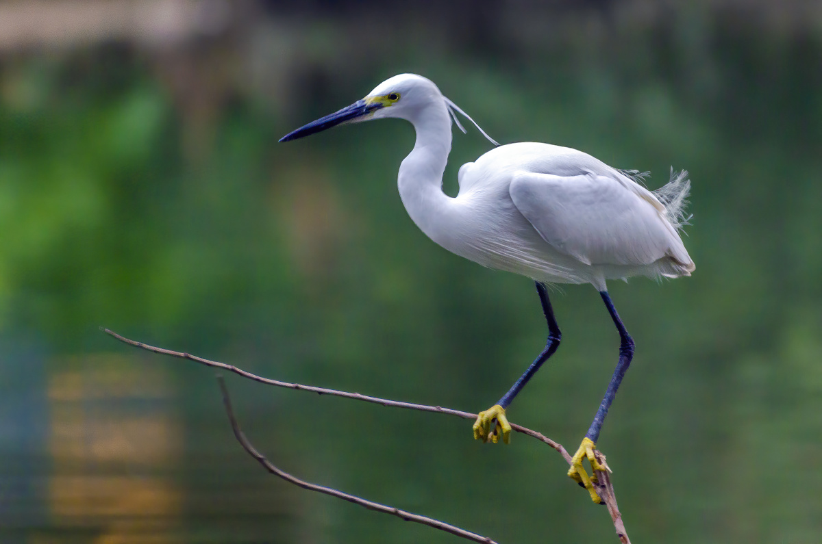 站在树枝上的白鹭