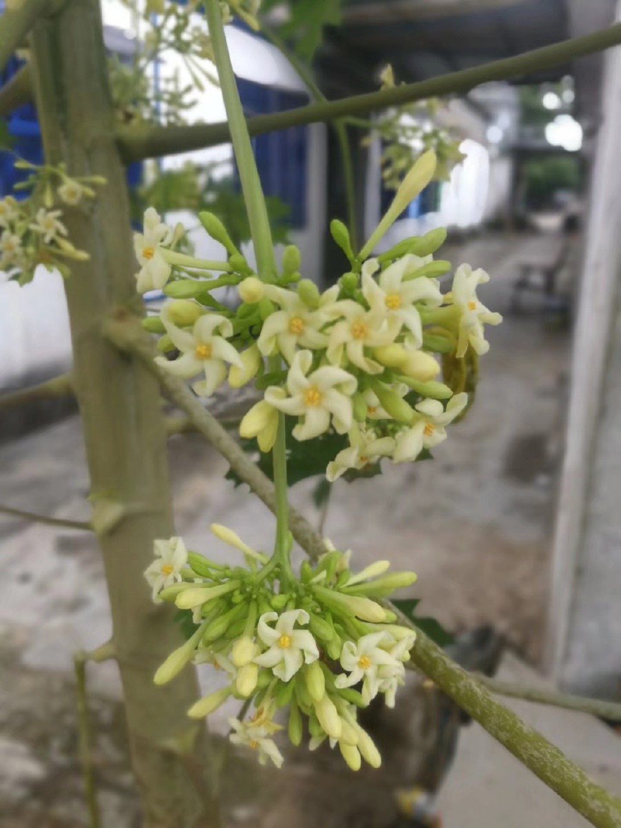 门前公的木瓜树也开花了