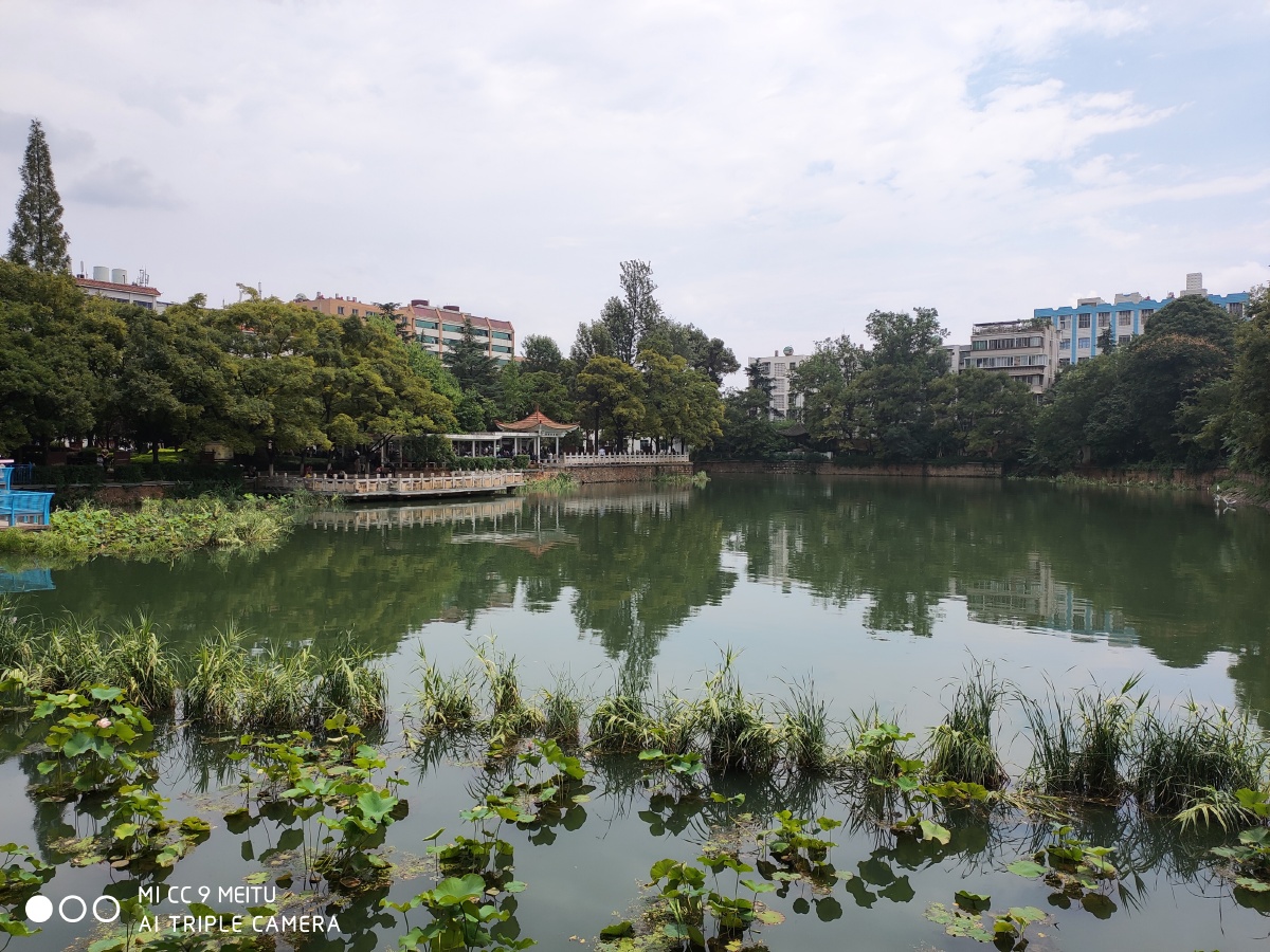 秋天的篆塘公园独有荷花更美丽荷叶映水中央各领风骚