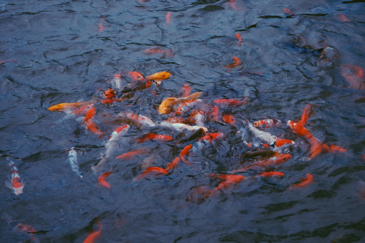 追逐饼干的红鲤鱼