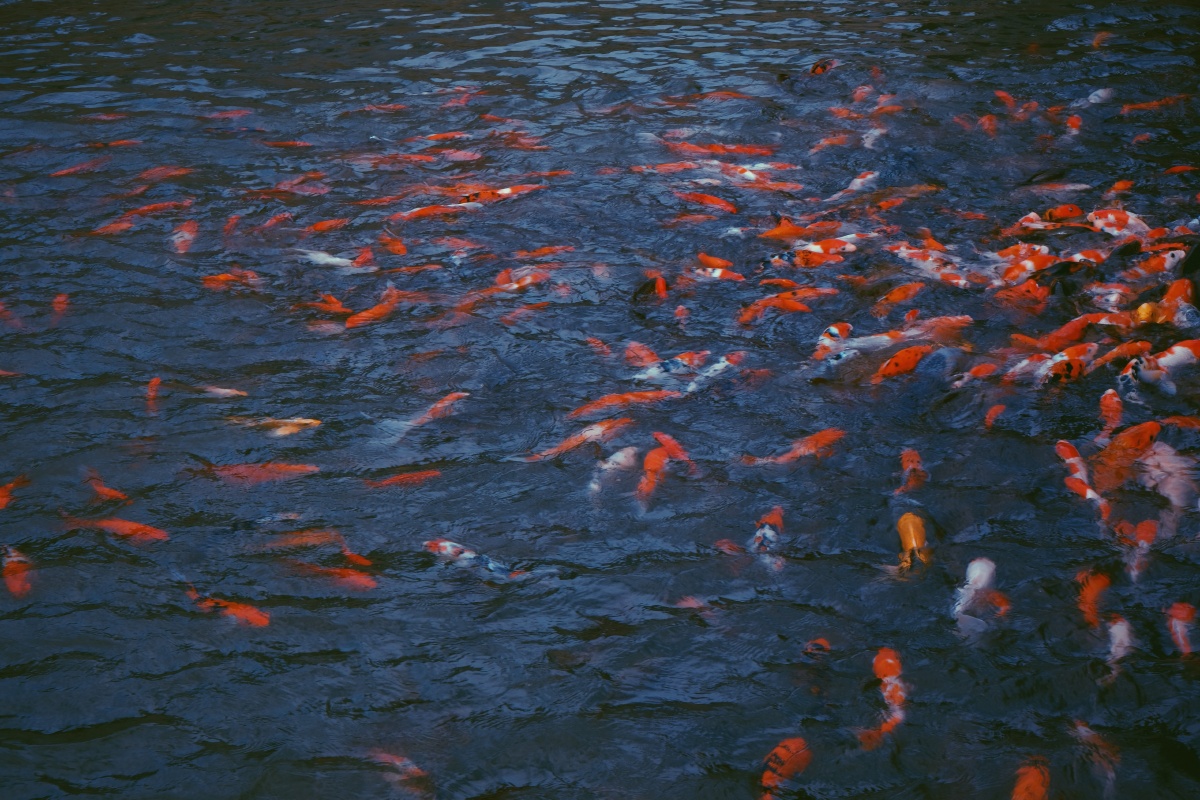 追逐饼干的红鲤鱼
