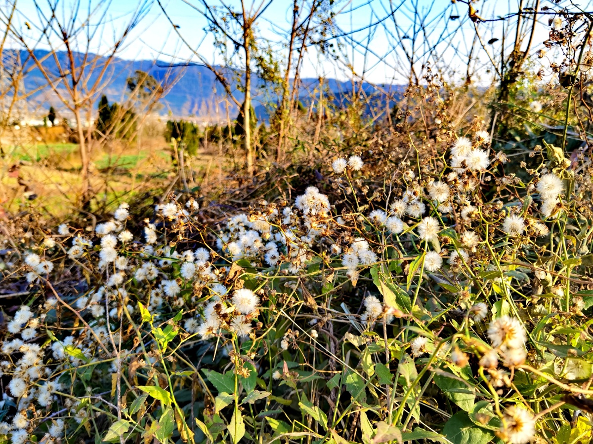 冬花冬果沐暖阳