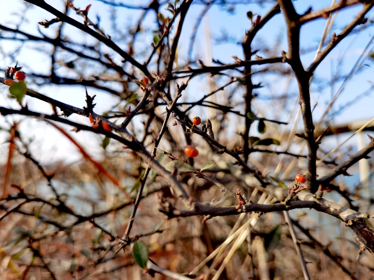 冬花冬果沐暖阳
