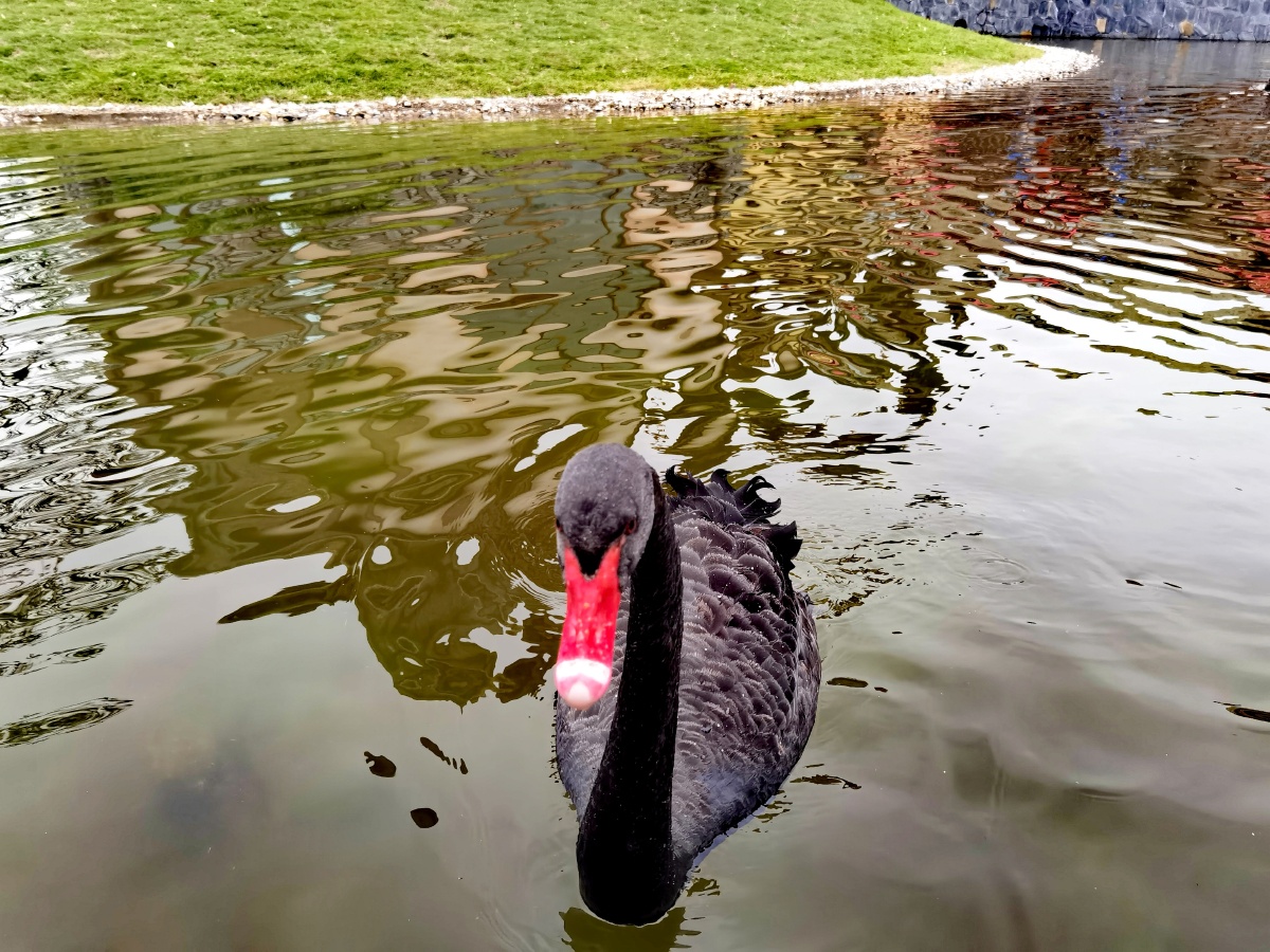 细颈轻摇戏水波