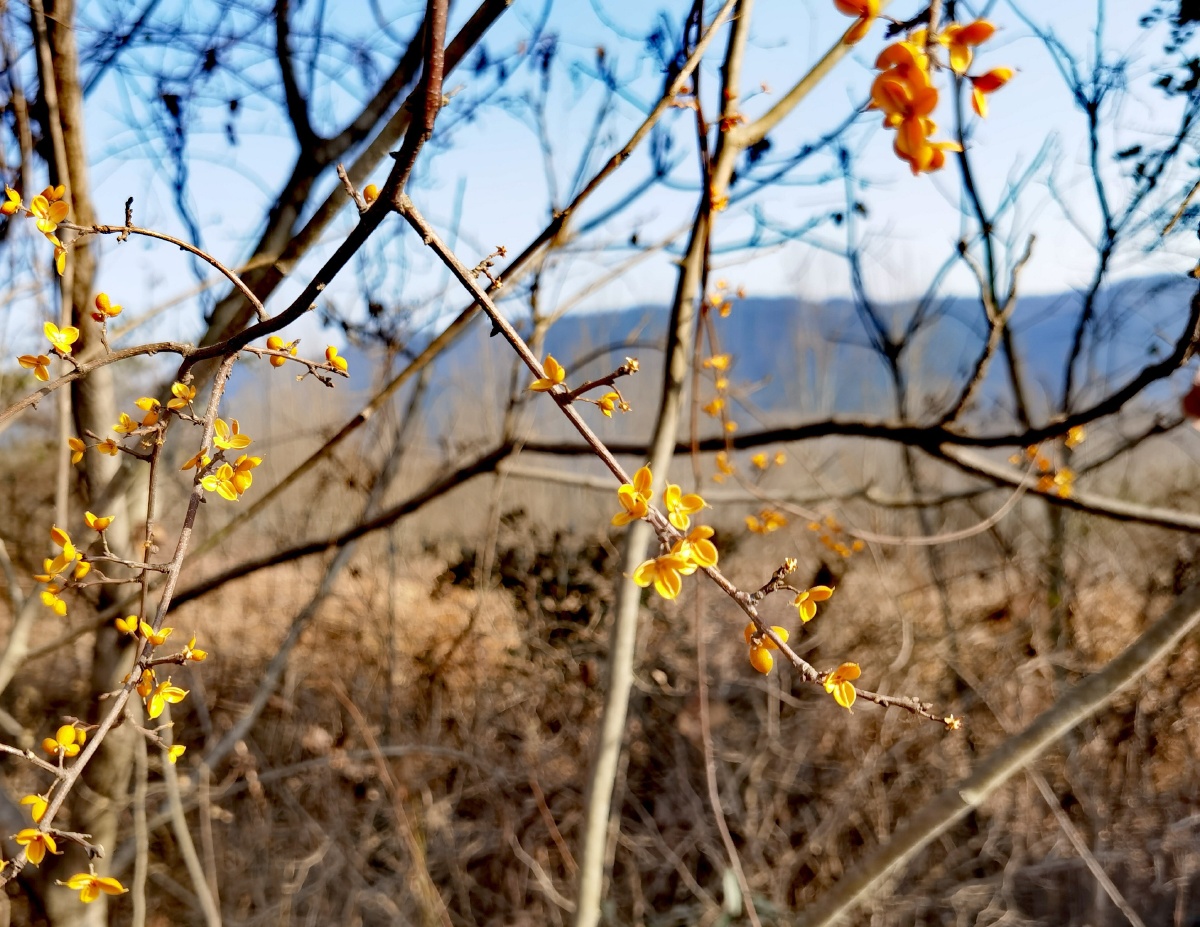 冬花冬果沐暖阳