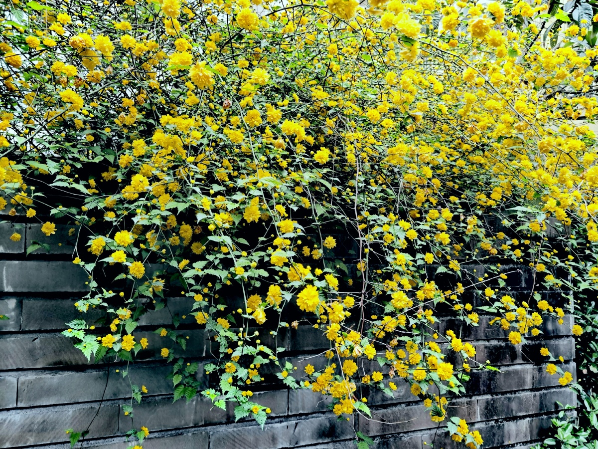 繁花满园黄木香