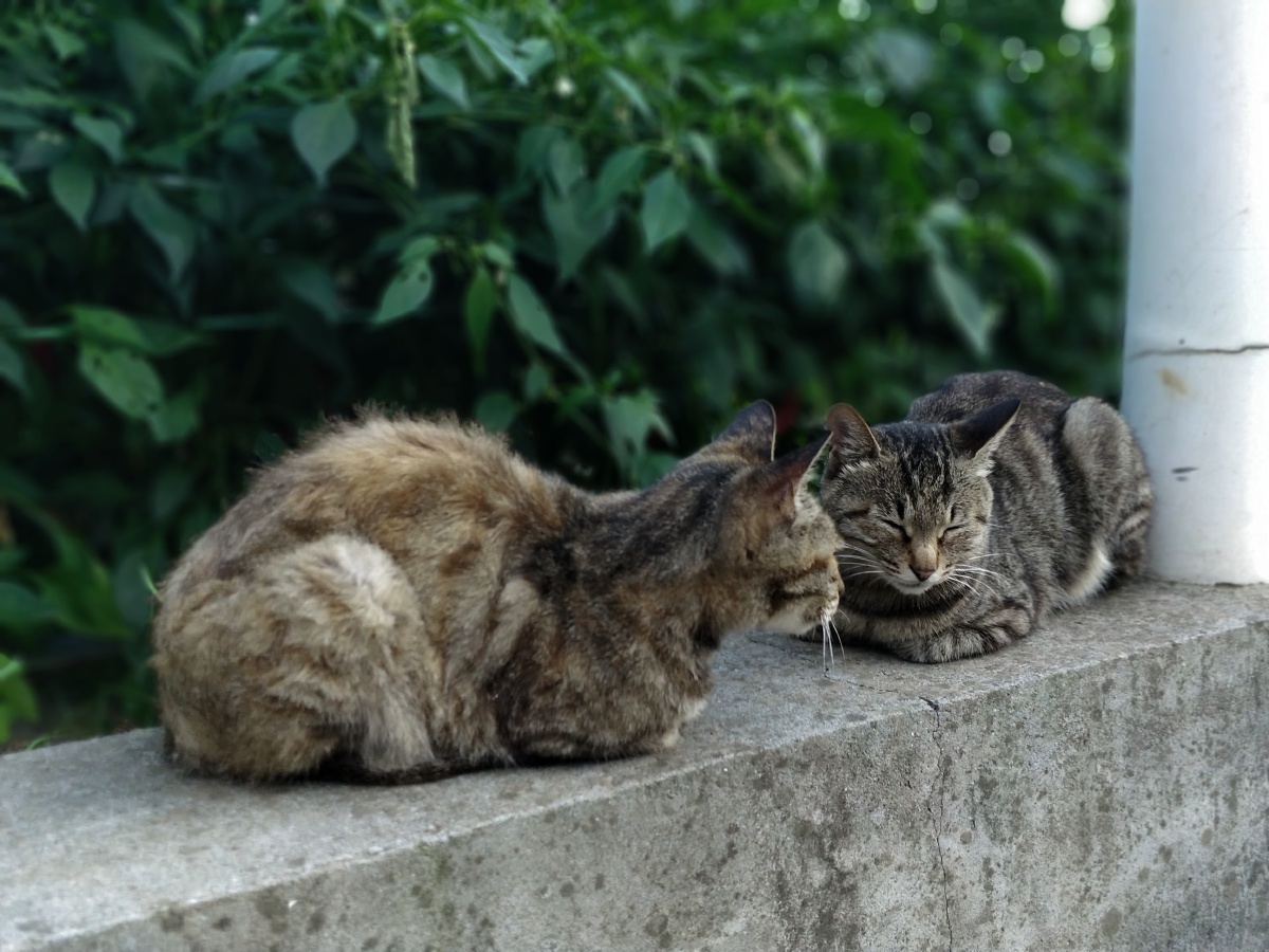 中华田园小麻猫
