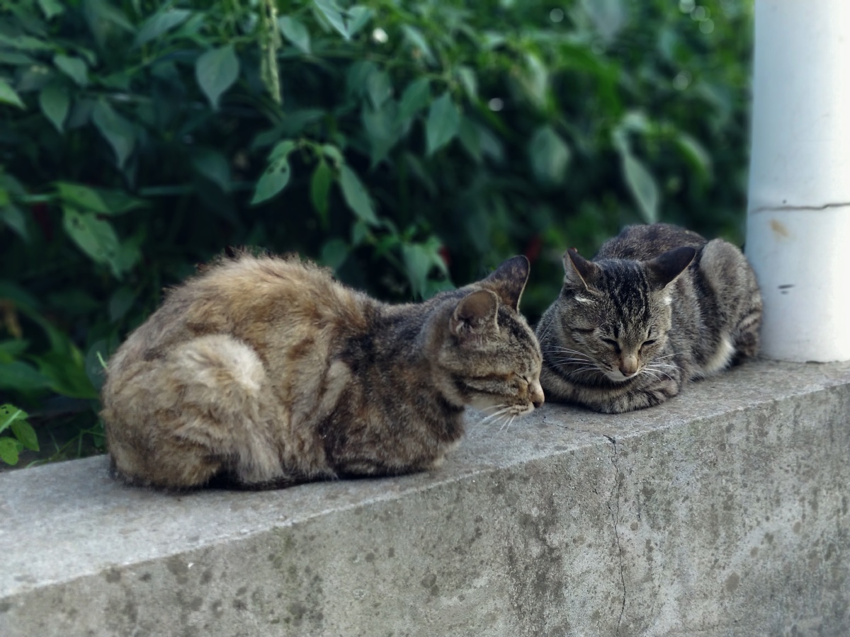 中华田园小麻猫