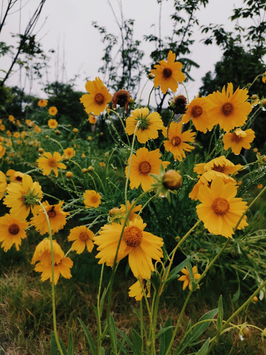 金鸡菊的花语是竞争心上进心