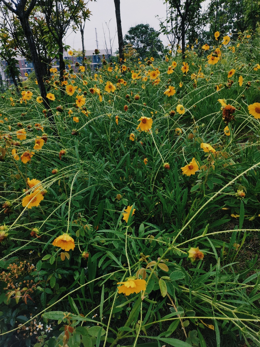 金鸡菊的花语是竞争心上进心