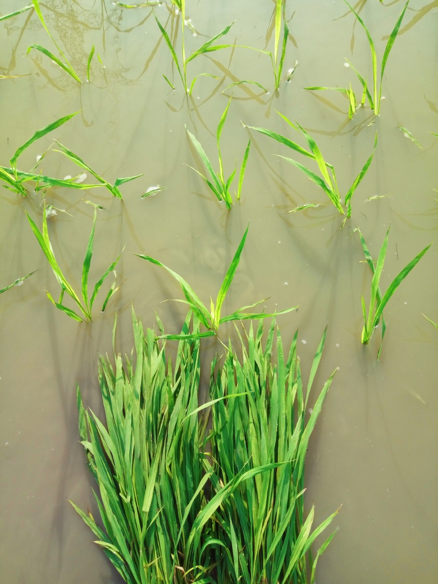 手把青秧插野田低头便见水中天