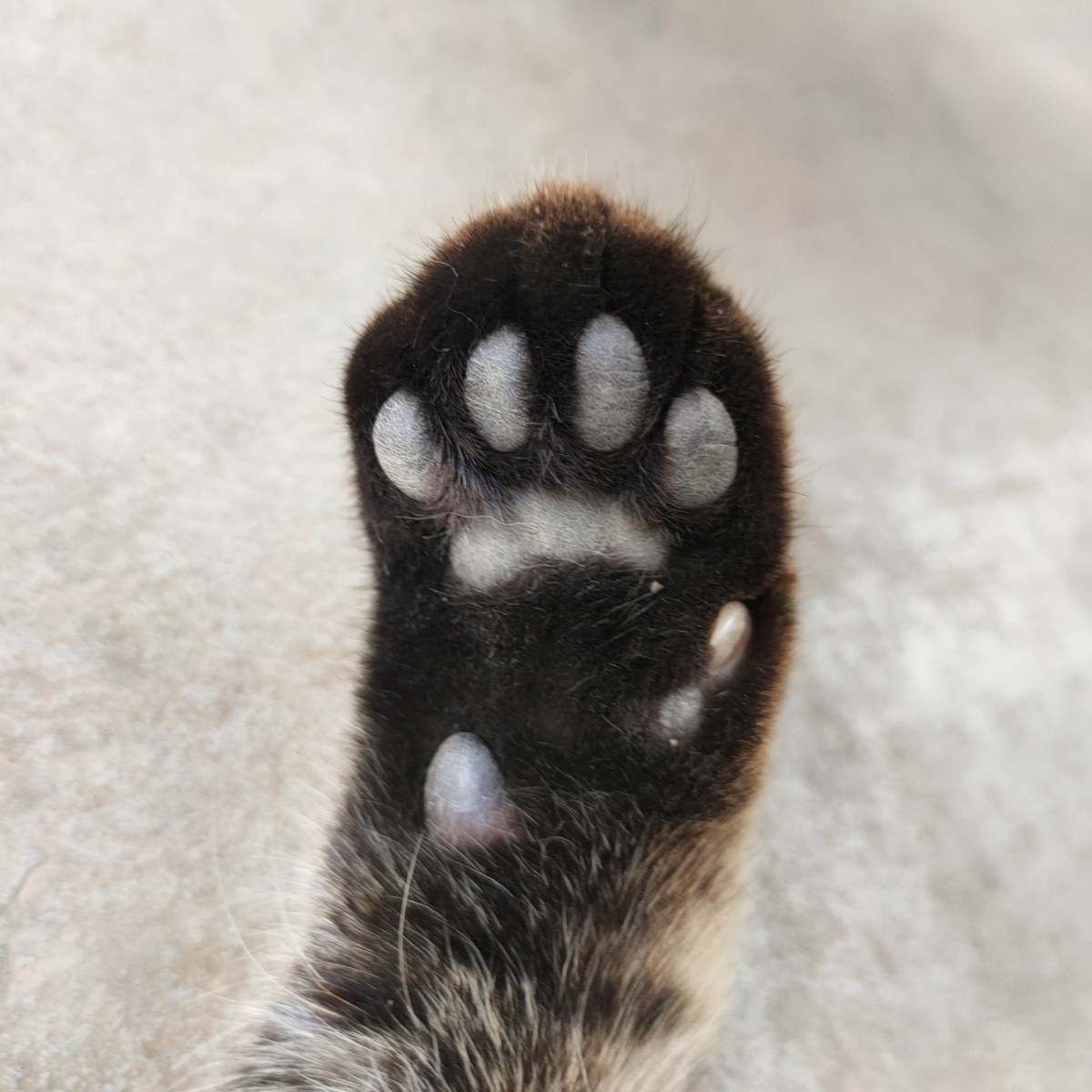 毛茸茸滴小爪爪抓老鼠滴好帮手