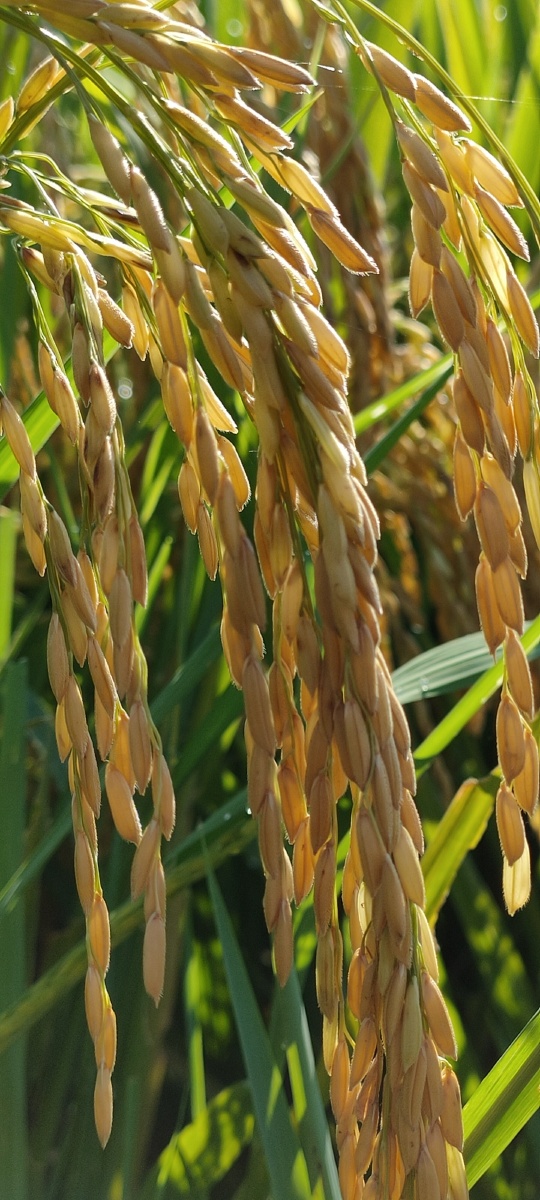 稻子一天天走向成熟空气里弥散着稻香90 - 自家业余摄影师