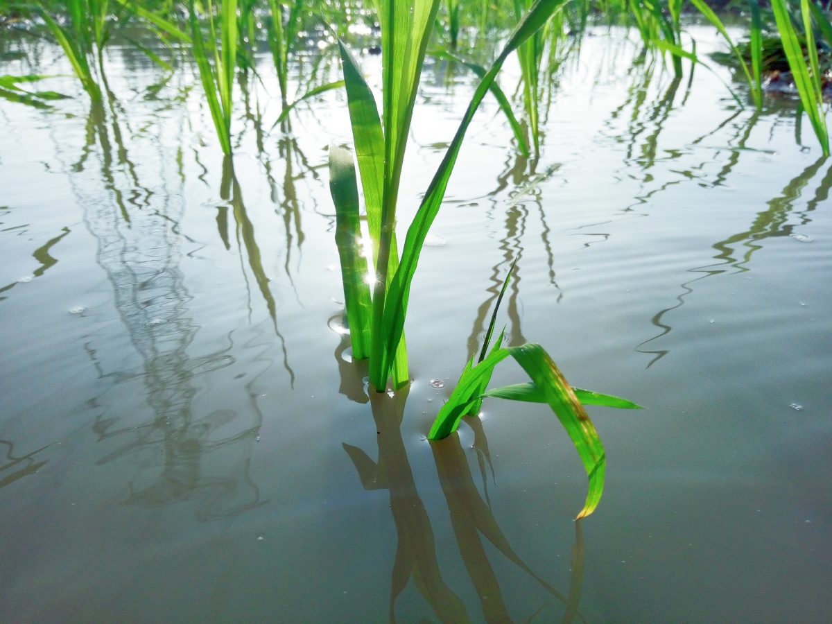 手把青秧插野田低头便见水中天