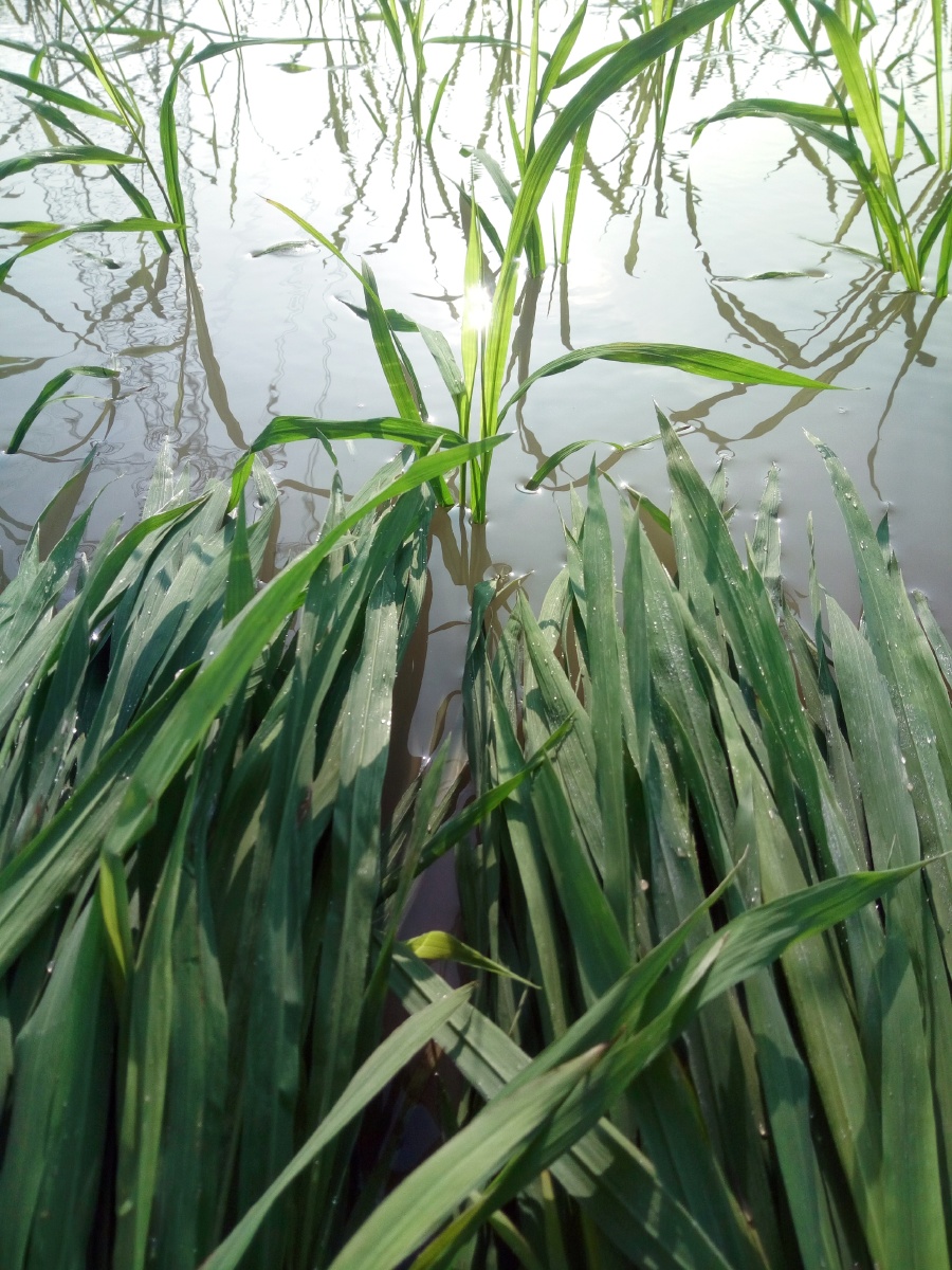 手把青秧插野田低头便见水中天