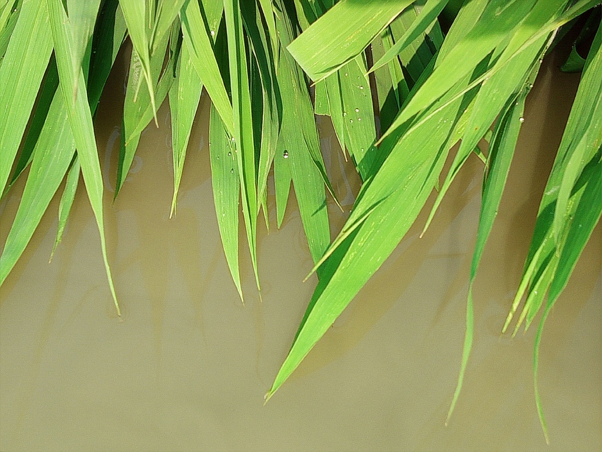 手把青秧插野田低头便见水中天