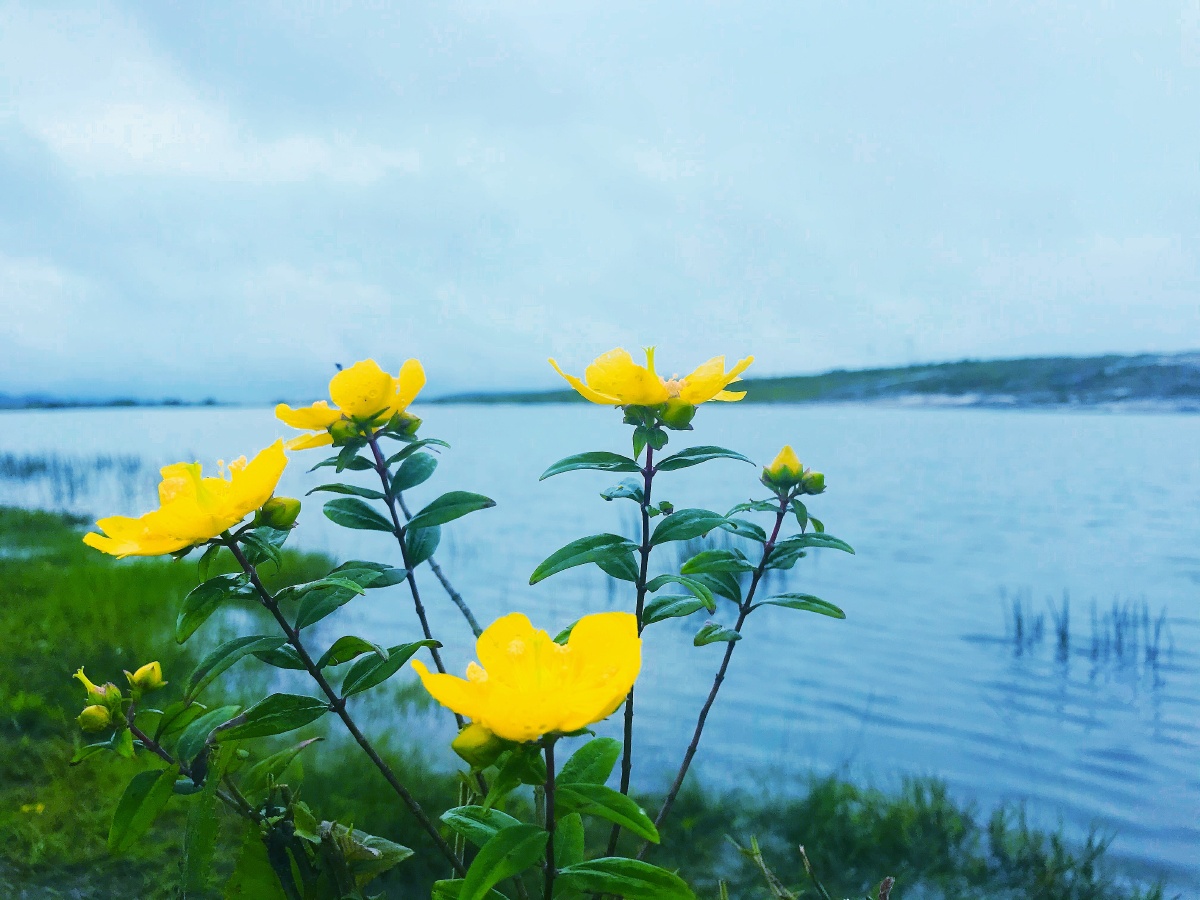湖泊野花