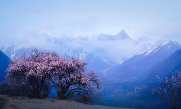 南迦巴瓦峰下的桃花