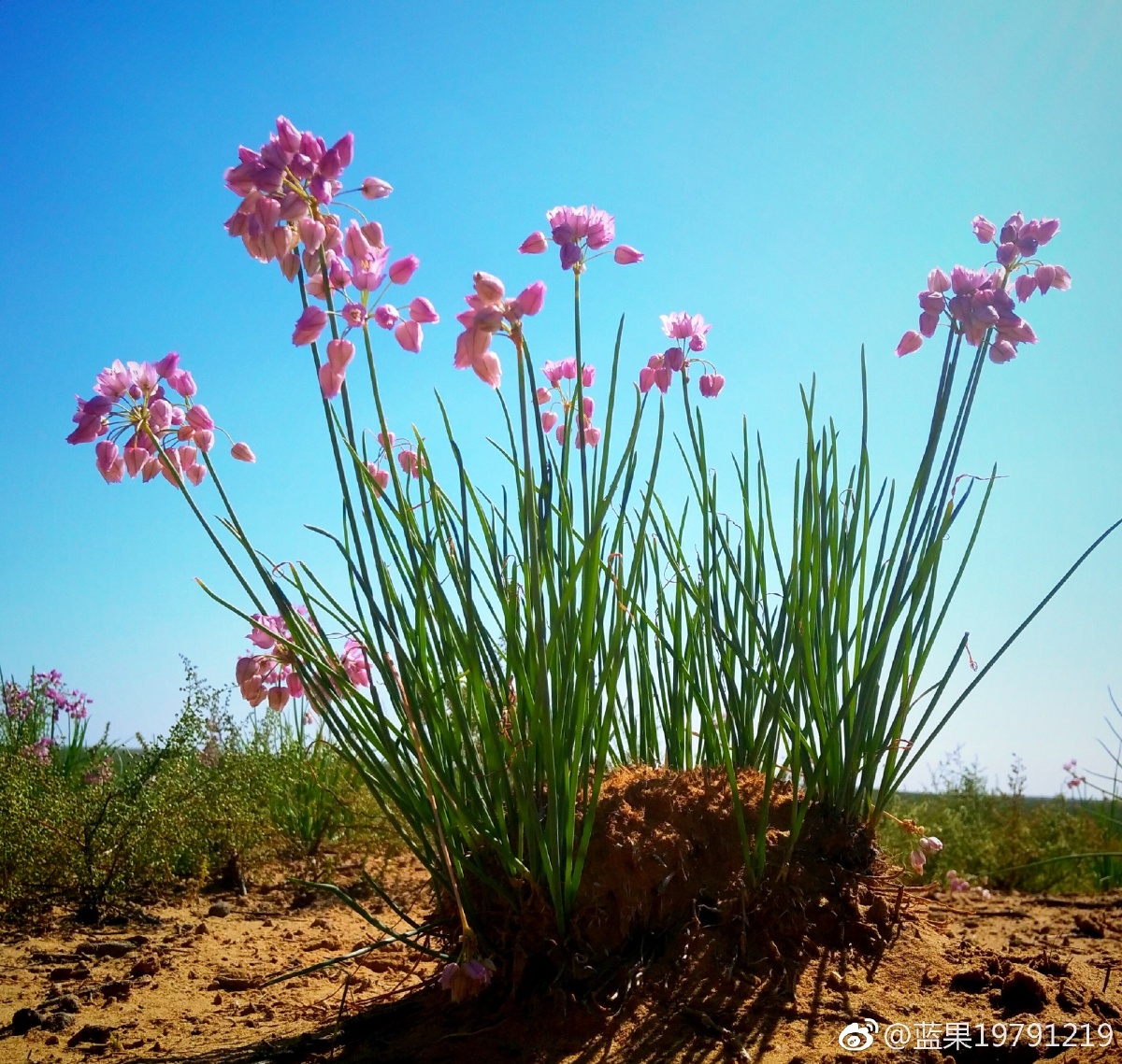 沙葱,学名蒙古韭