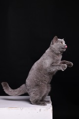 2177