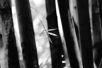 _DSC0281