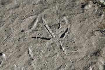 DPP_0150
