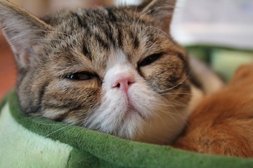猫