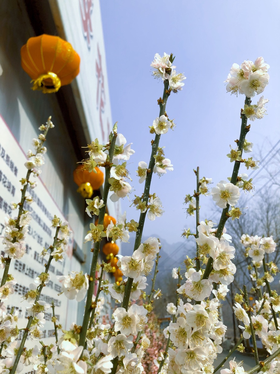 2021年响水湖梅花节