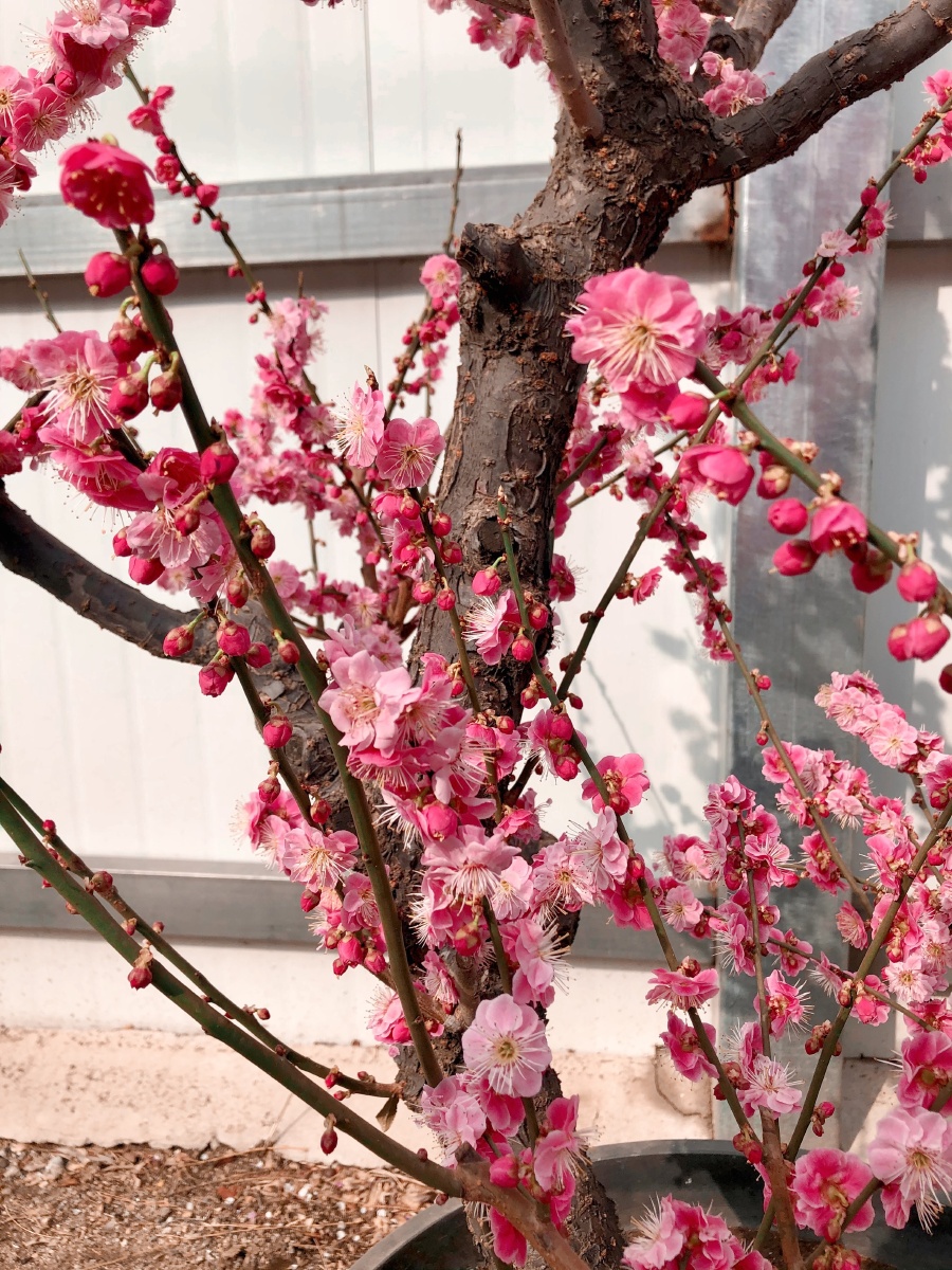 2021年响水湖梅花节