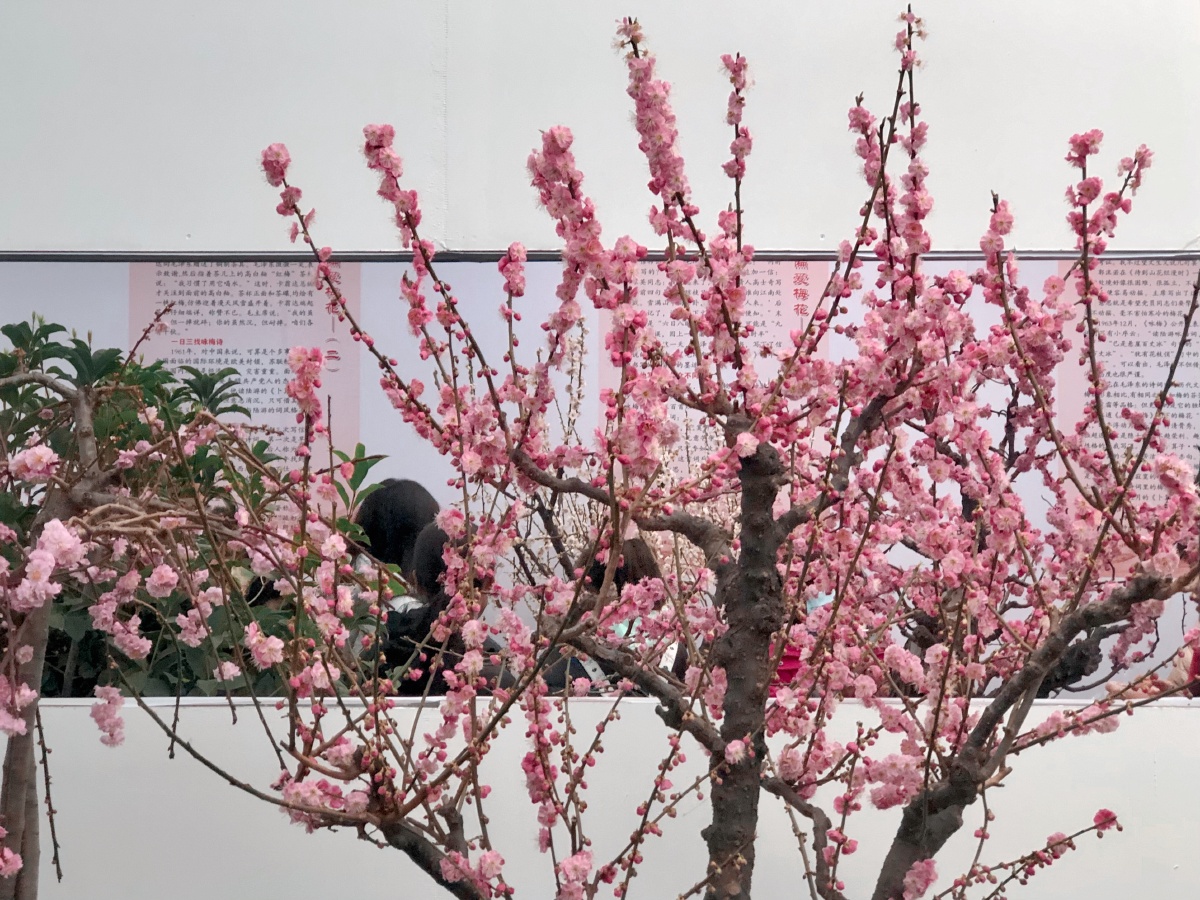 2021年响水湖梅花节