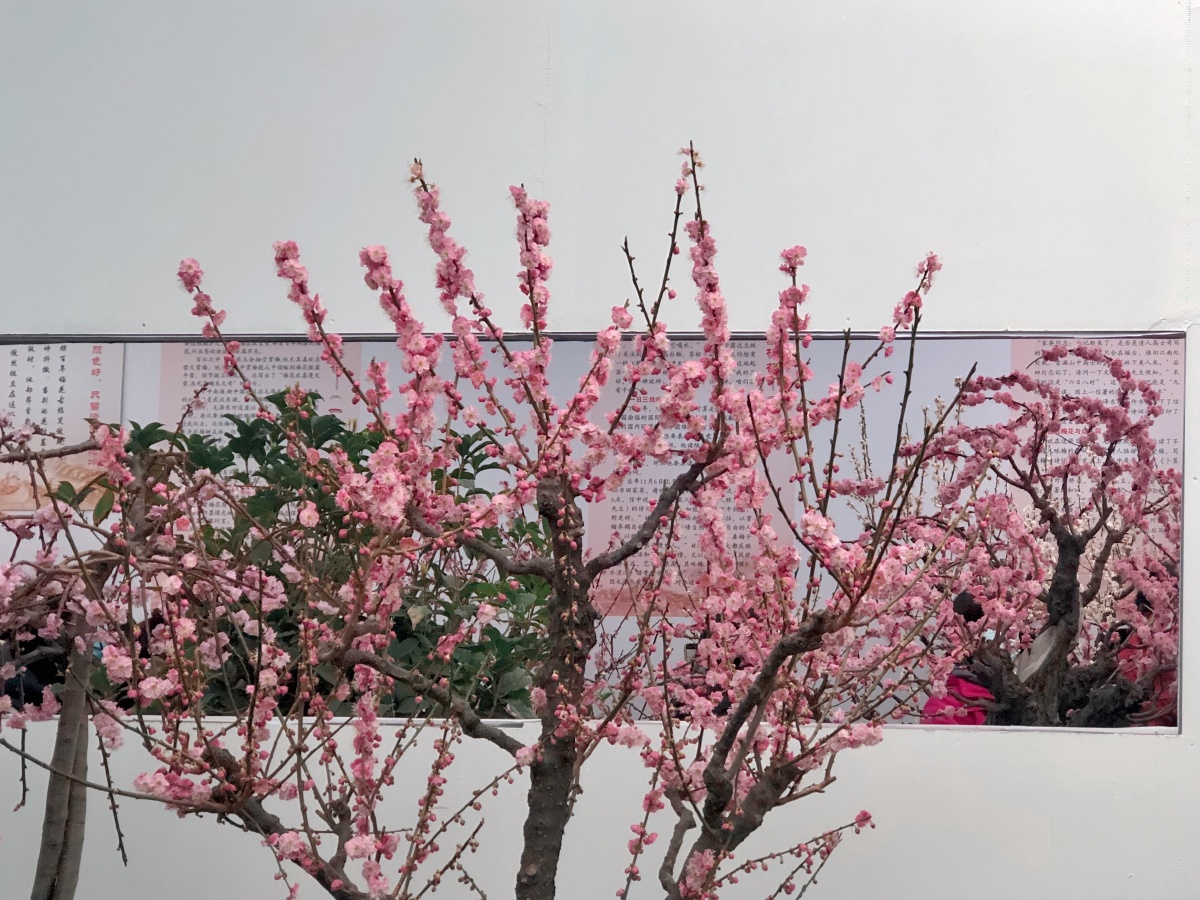 2021年响水湖梅花节