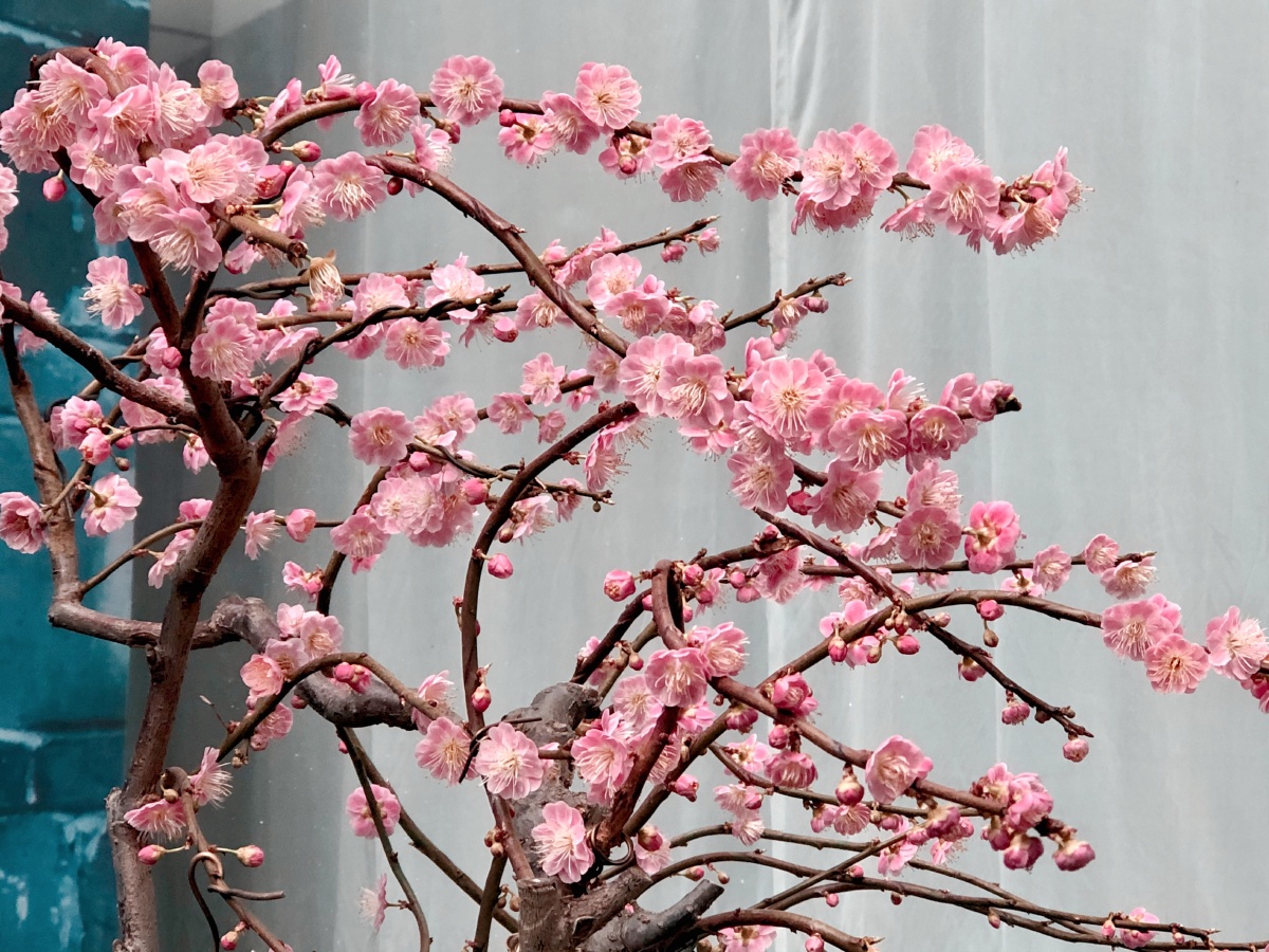 2021年响水湖梅花节