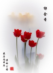 郁金香