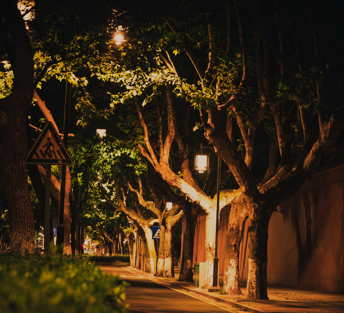 树影斑驳苏州人民路夜拍