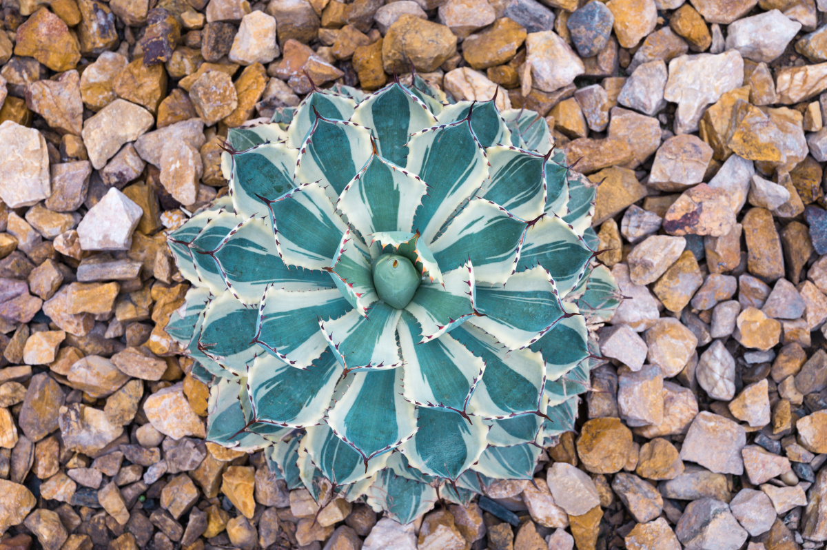 辰山植物园沙生植物