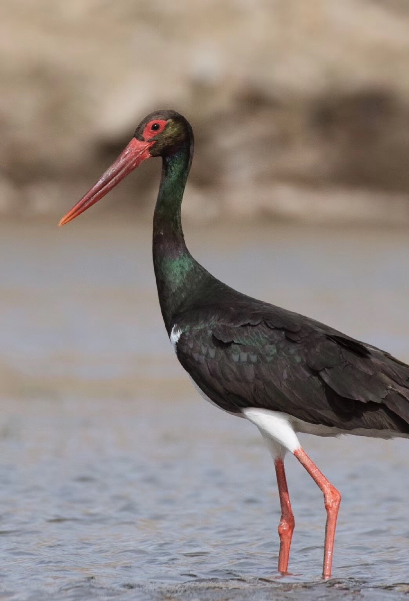 黑鹳- 小眯眯眼713143