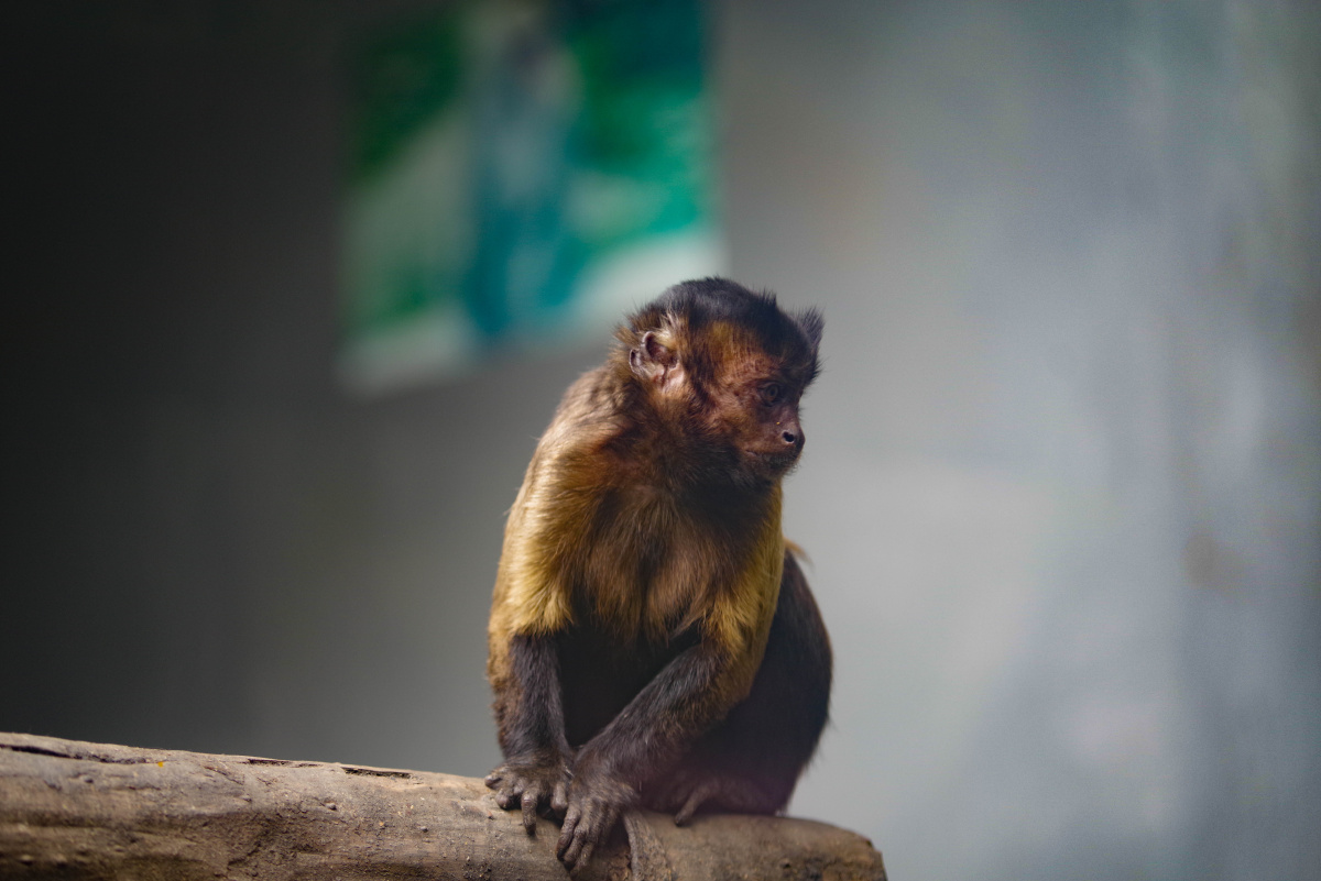 孟加拉白虎东北虎华南虎华南虎山魈山魈绿猴阿拉伯狒狒绿猴川金丝猴