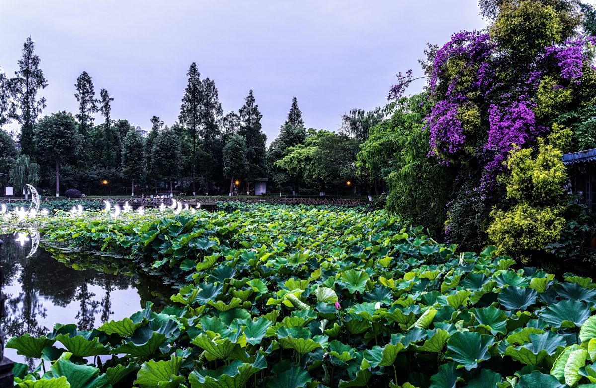 荷塘摄于成都文化公园荷塘月色